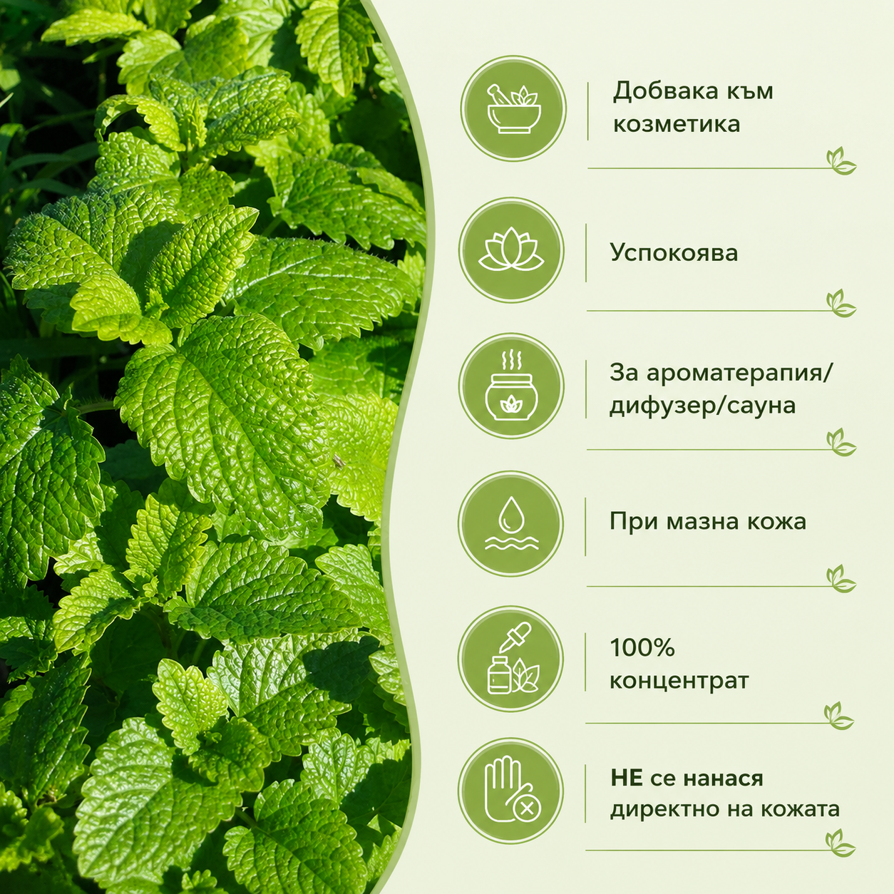 Етерично масло от маточина